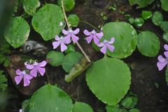 Impatiens acaulis var. acaulis